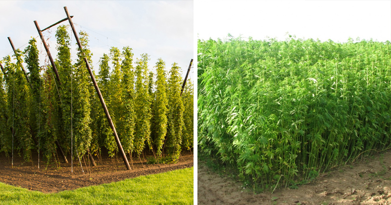 houblon et cannabis