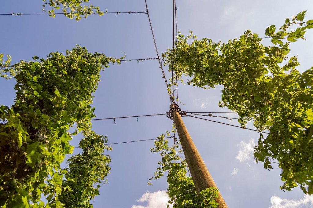 Le houblon ne sert pas que pour la bière! On peut aussi l'utiliser