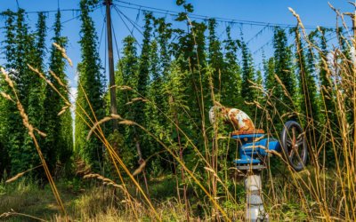 Houblon et bière : les 10 choses à savoir sur le houblon