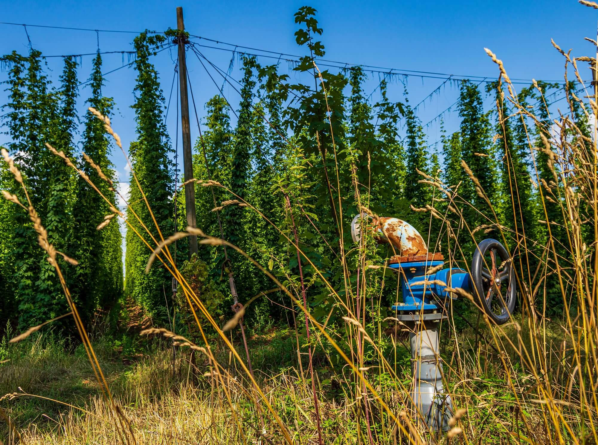 Houblon et bières